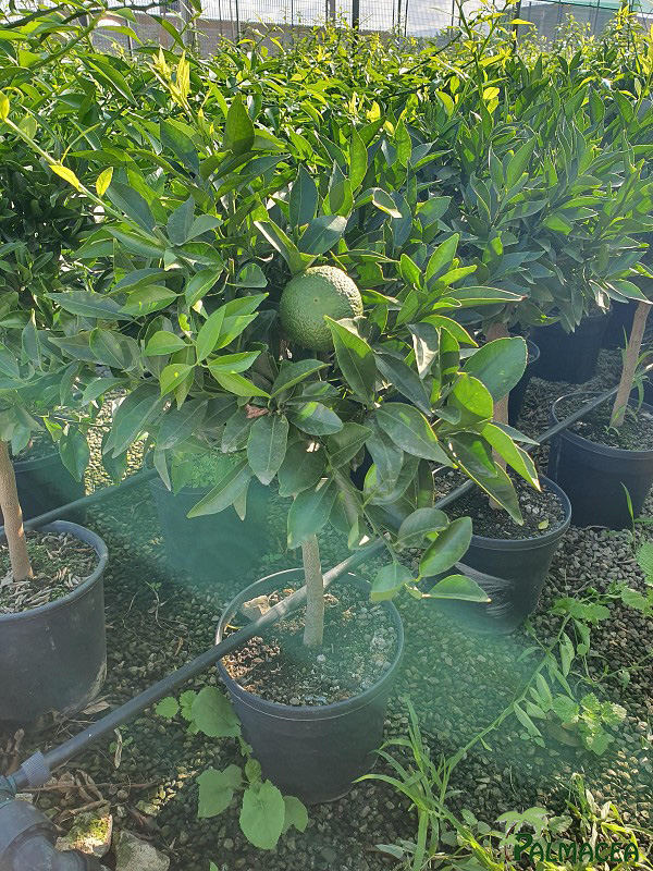 AG 216 Citrus mandarine 5L cespuglio