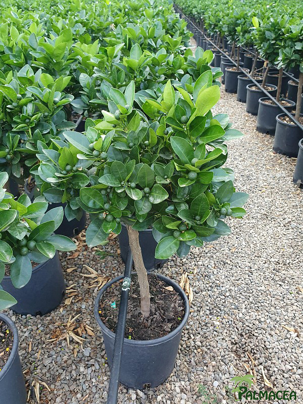 AG 217 Citrus mitis 5L cespuglio