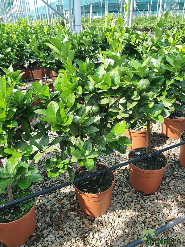 AG 218 Citrus purscha 5L cespuglio
