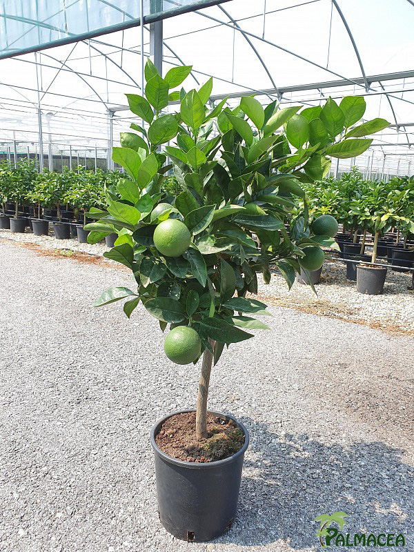 AG 219 Citrus sinensis 5L cespuglio