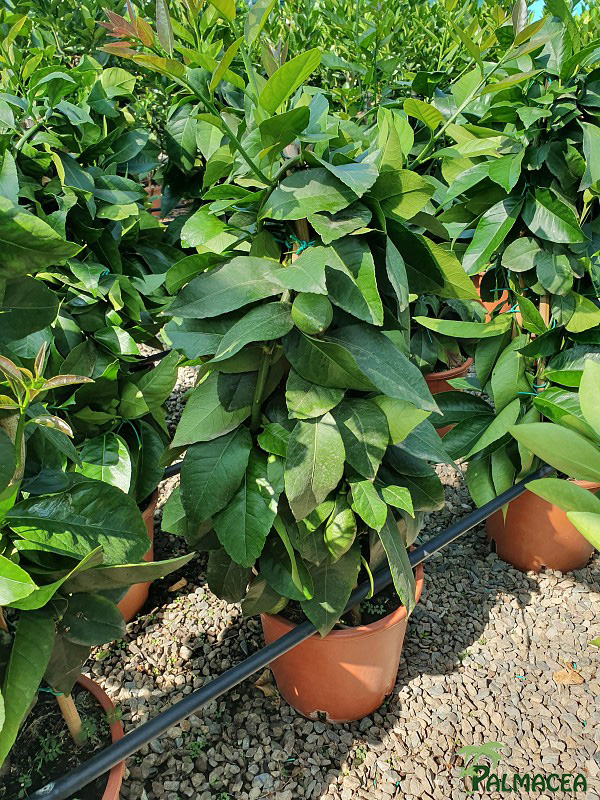 AG 226 Citrus limon 5L pyramide