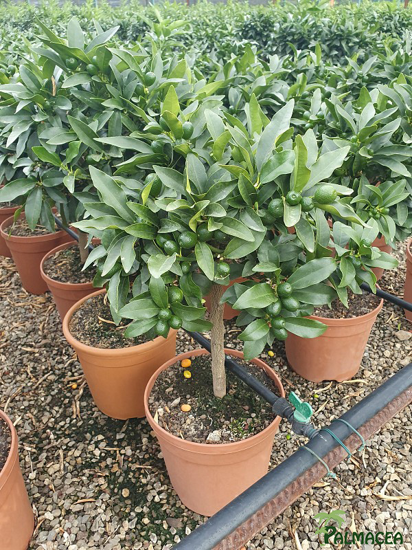AG 232 Citrus kumquat 7L cespuglio