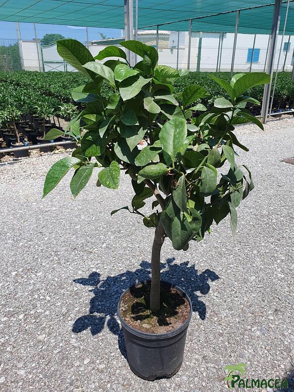 AG 233 Citrus limon 7L cespuglio
