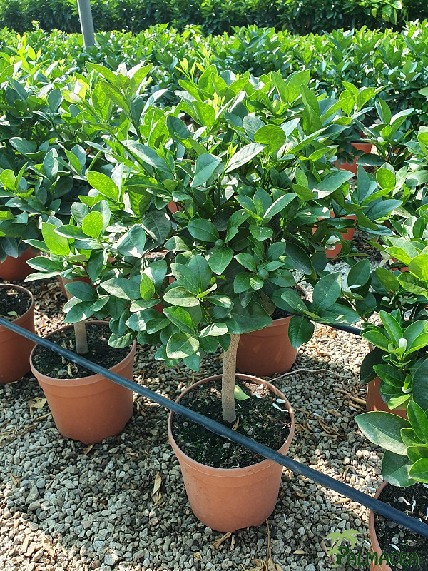 AG 236 Citrus mitis 7L cespuglio