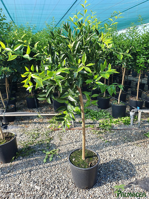 AG 243 Citrus mandarine 7L alberello
