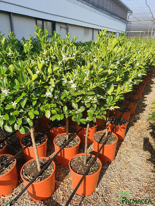 AG 251 Citrus mitis 9L 1/2 tige