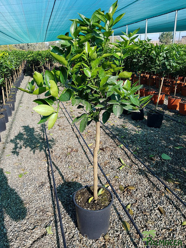 AG 252 Citrus sinensis 9L 1/2 tige