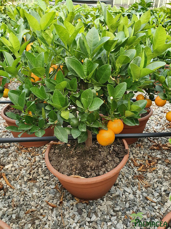 AG 253 Citrus mitis coupe bonsai