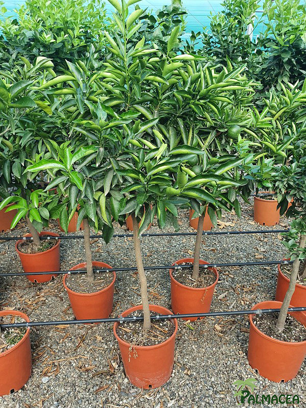 AG 255 Citrus clementine 12L 1/2 tige