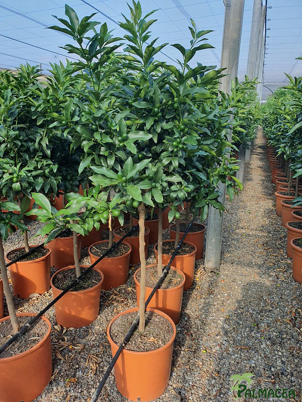 AG 256 Citrus kumquat 12L 1/2 tige