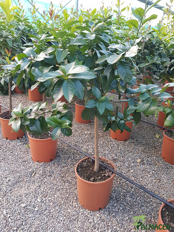 AG 257 Citrus limon 12L 1/2 tige