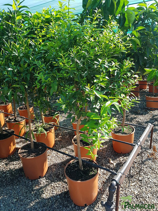 AG 258 Citrus mandarine 12L 1/2 tige
