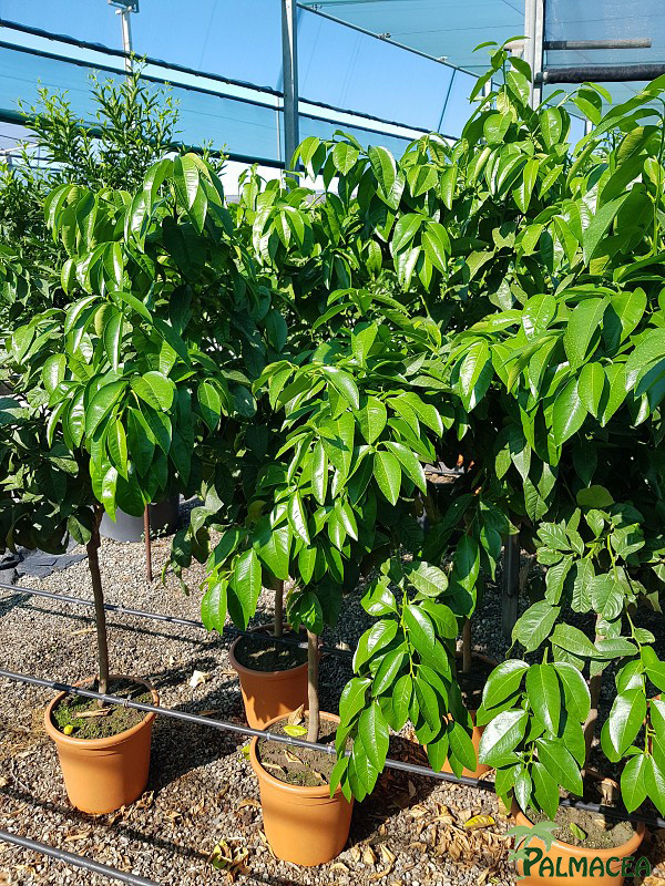 AG 260 Citrus pomelo 12L 1/2 tige