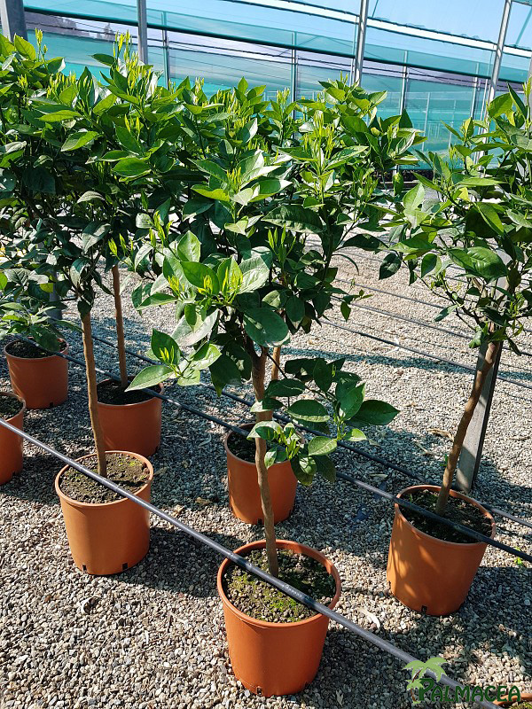 AG 261 Citrus sinensis 12L 1/2 tige
