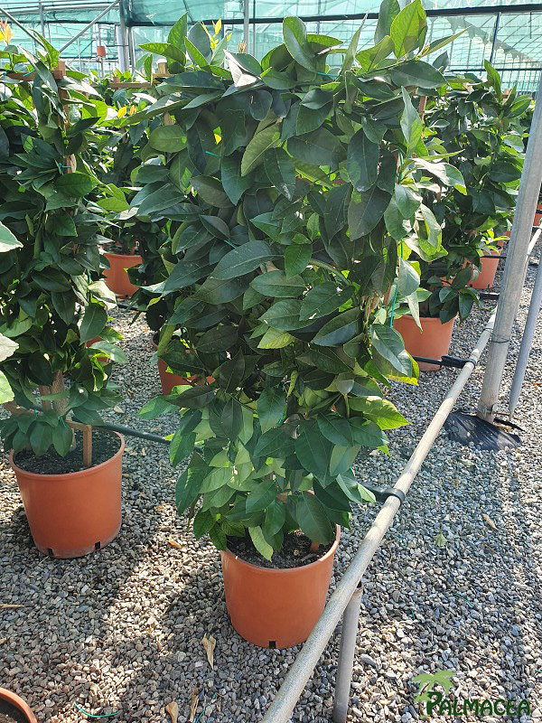 AG 262 Citrus limon 12L spalliera