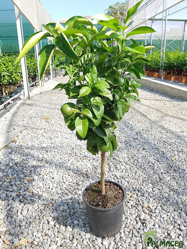 AG 2659 Citrus pomelo 5L cespuglio