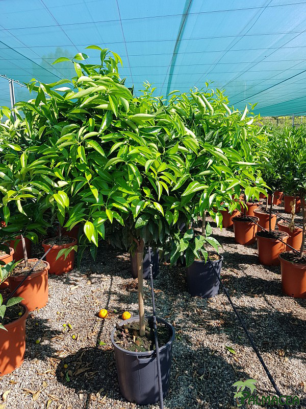 AG 265 Citrus clémentine 30L 1/2 tige