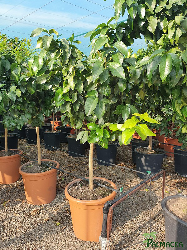 AG 2660 Citrus limon 40L 1/2 tige