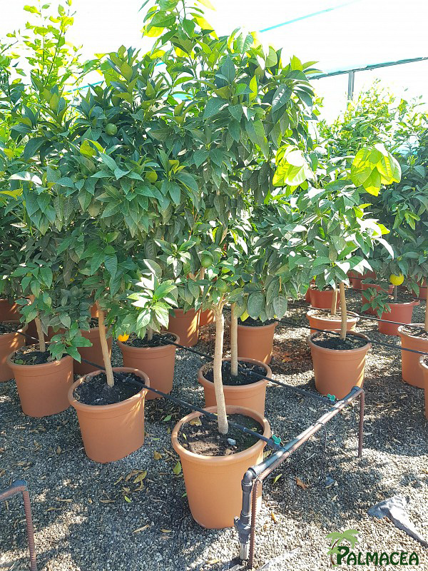 AG 2661 Citrus sinensis 40L 1/2 tige