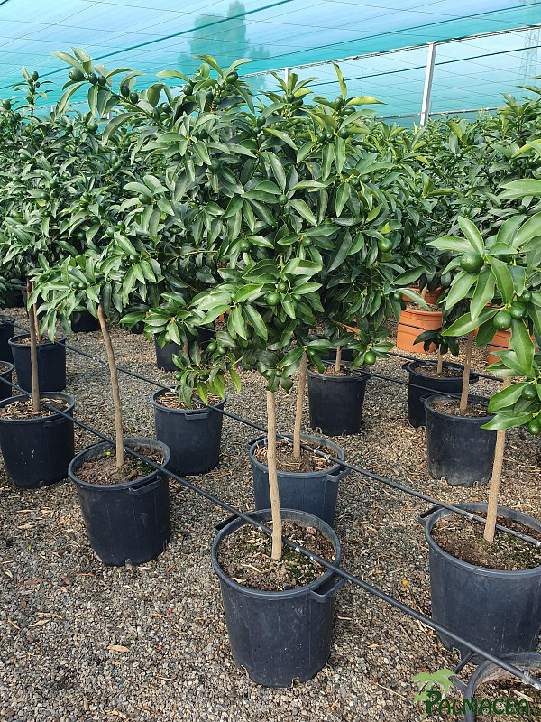 AG 267 Citrus kumquat 30L 1/2 tige