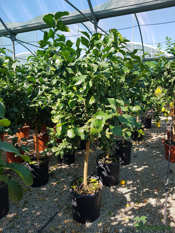 AG 268 Citrus limon 30L 1/2 tige