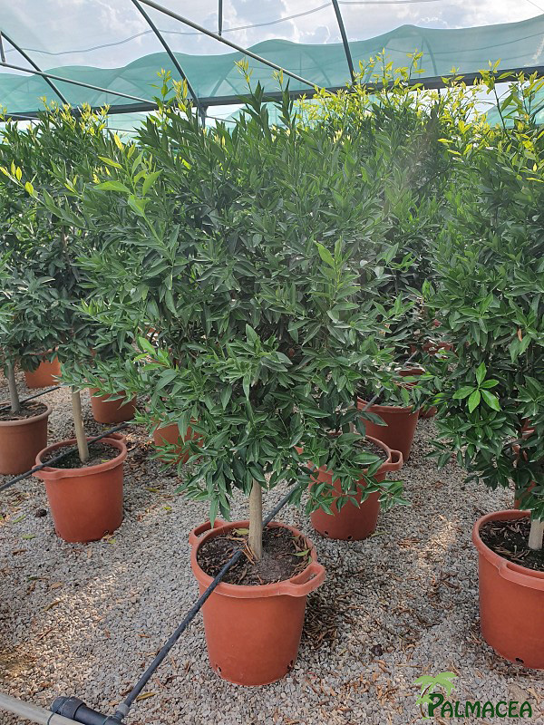 AG 269 Citrus mandarine 30L 1/2 tige