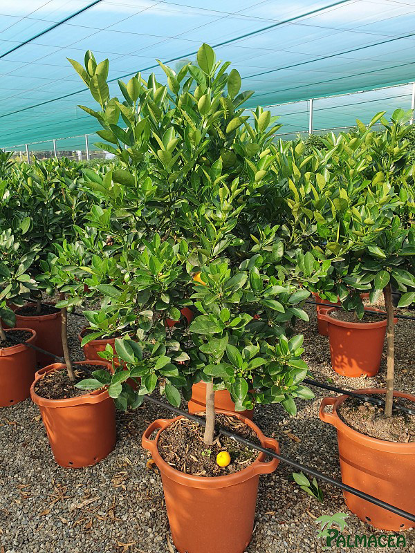 AG 270 Citrus mitis 30L 1/2 tige