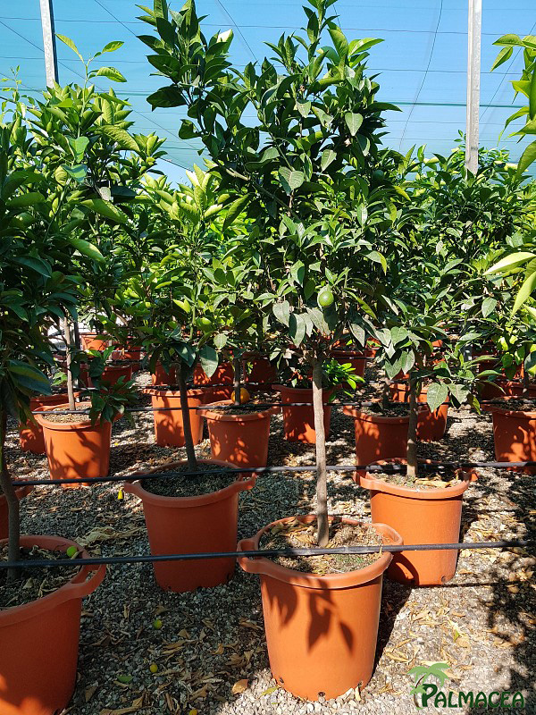 AG 272 Citrus sinenis 30L 1/2 tige