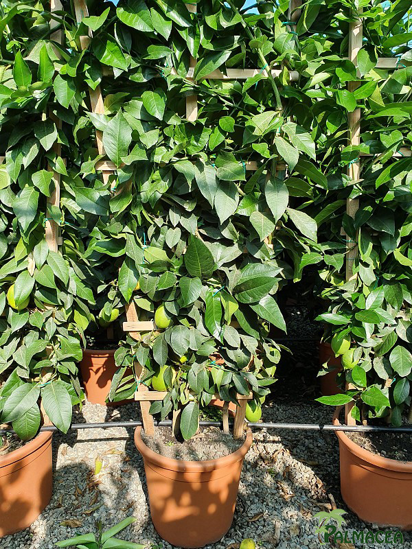 AG 273 Citrus limon 30L spalliera
