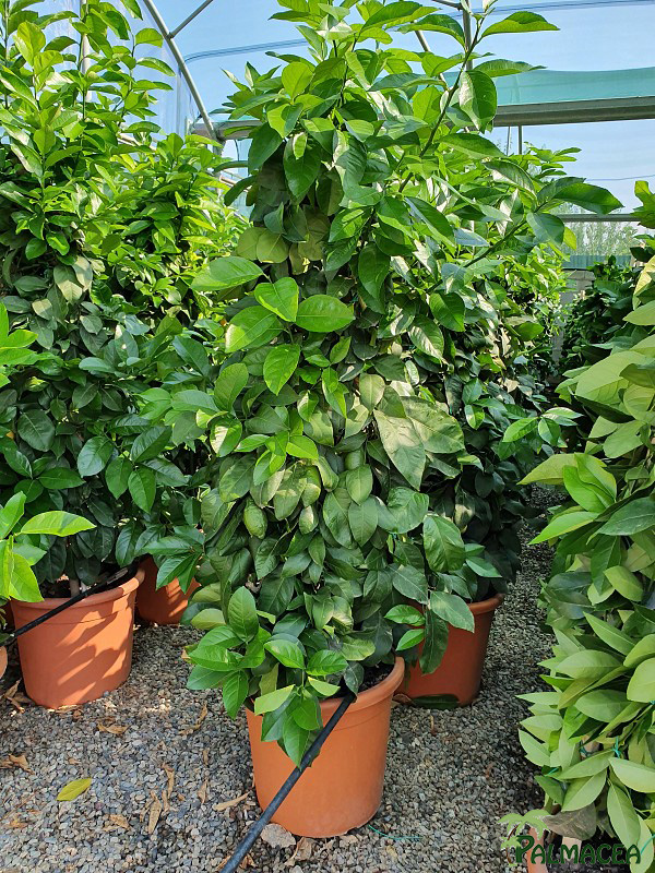 AG 274 Citrus limon 30L pyramide