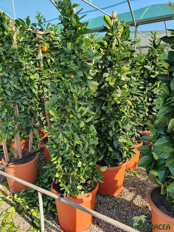 AG 275 Citrus mitis 30L pyramide