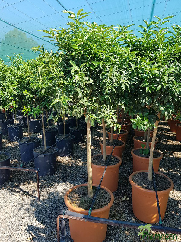 AG 2952 Citrus kumquat 40L 1/2 tige