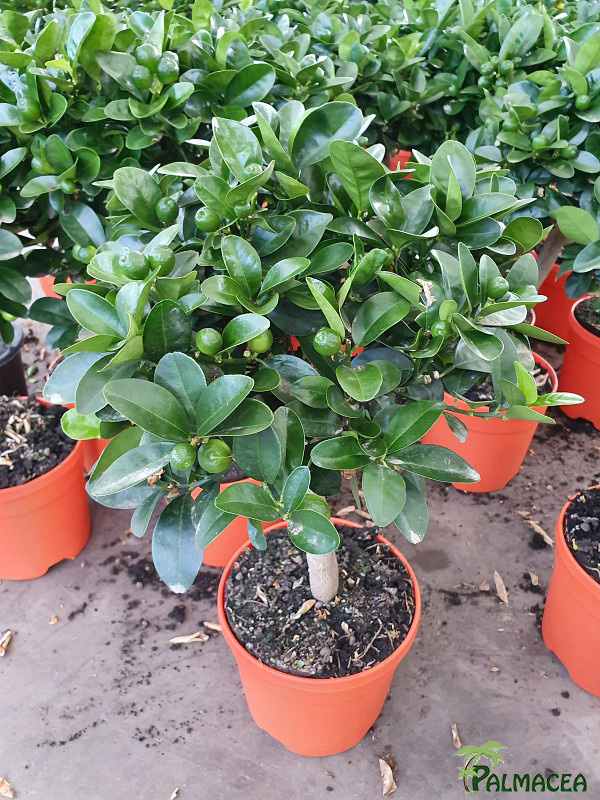 AG 3924 Citrus kumquat obovata 5L cespuglio