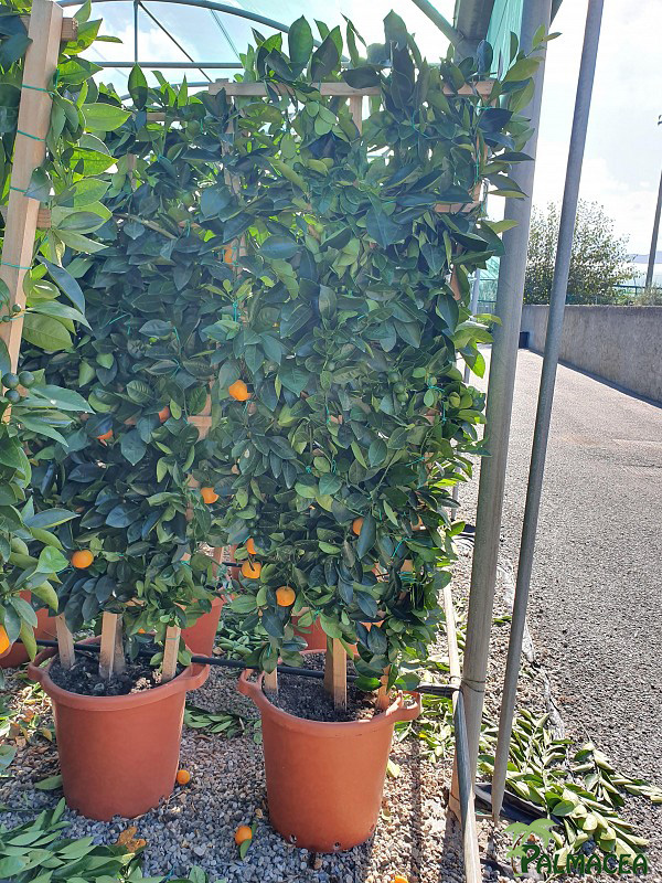 AG 3942 Citrus mitis 30L spalliera