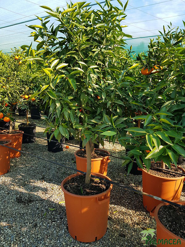 AG 3944 Citrus clementine 40L 1/2 tige