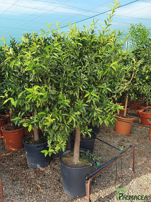 AG 3945 Citrus mandarina 40L 1/2 tige