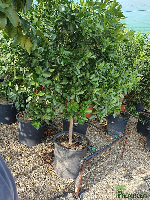 AG 3946 Citrus mitis 40L 1/2 tige