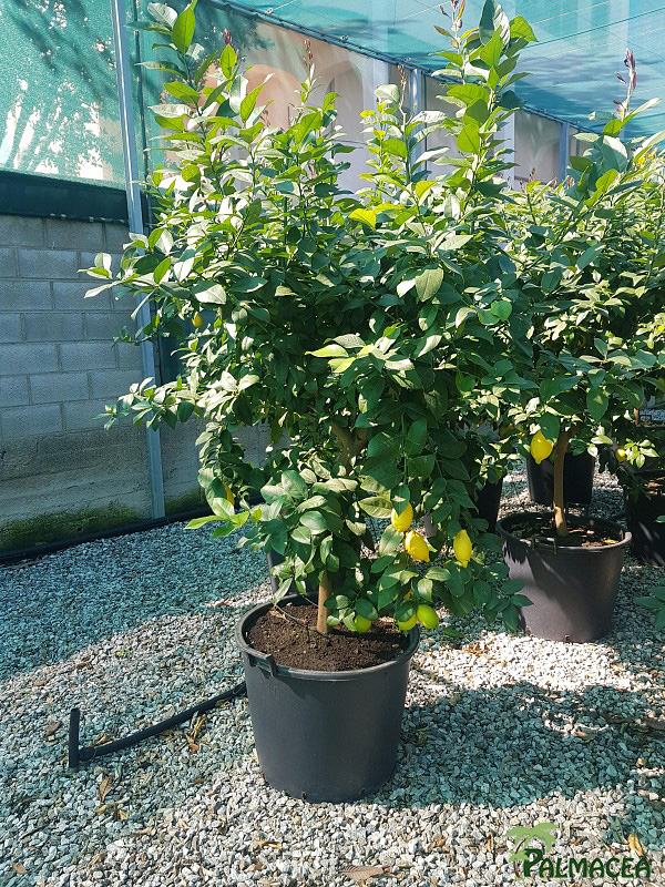 AG 3948 Citrus limon 80L 1/2 tige