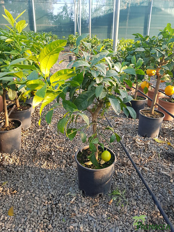 AG 4647 Citrus lime rossa 5L cespuglio