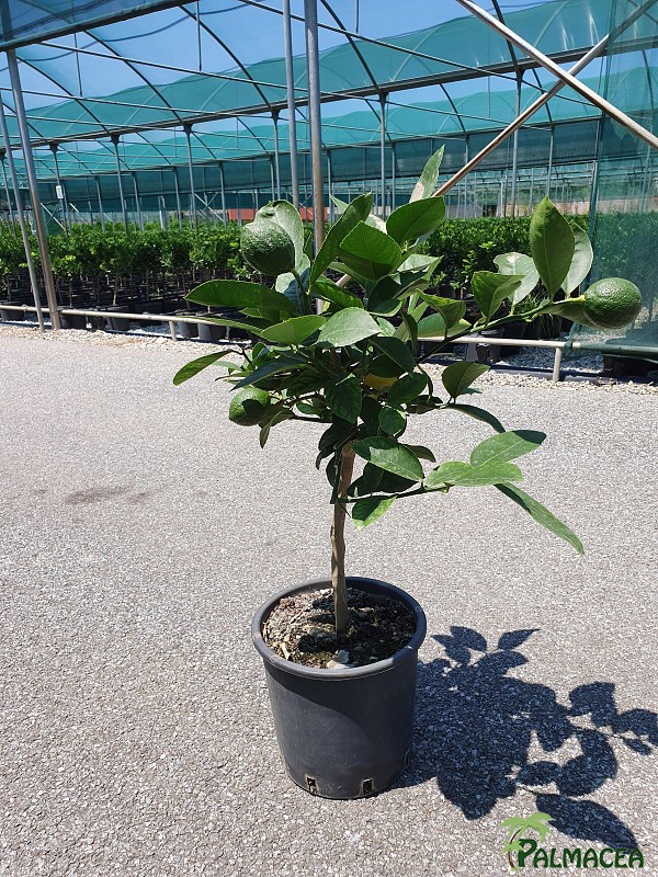 AG 4651 Citrus limon Meyer 5L cespuglio