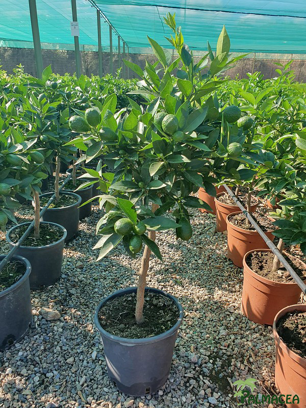 AG 4655 Citrus limequat 5L cespuglio