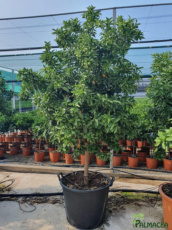 AG 4669 Citrus kumquat 80L 1/2 tige