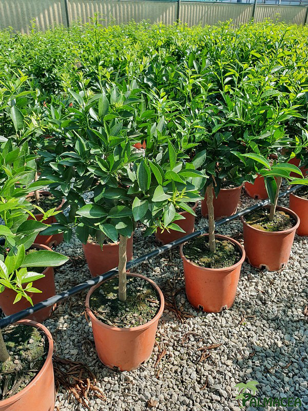 AG 4672 Citrus mandarine 3L cespuglio