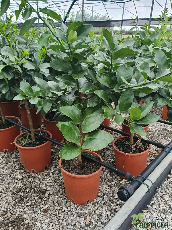 AG 4678 Citrus limon Meyer 3L cespuglio