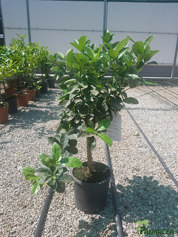 AG 5688 Citrus kumquat obovata 3L cespuglio