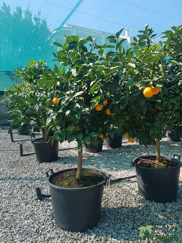AG 5702 Citrus sinensis 80L 1/2 tige
