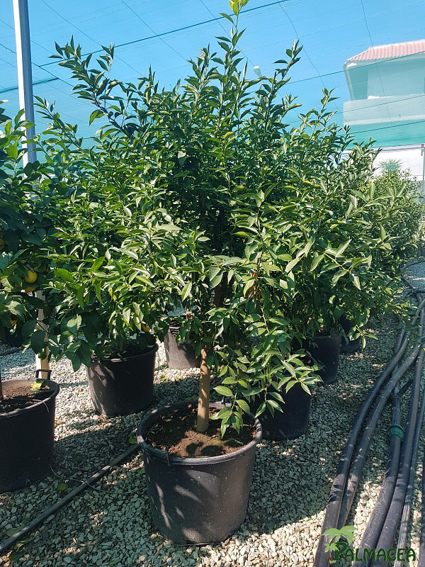 AG 5703 Citrus mandarine 80L 1/2 tige