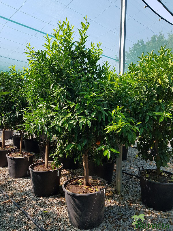 AG 5704 Citrus clementine 80L 1/2 tige