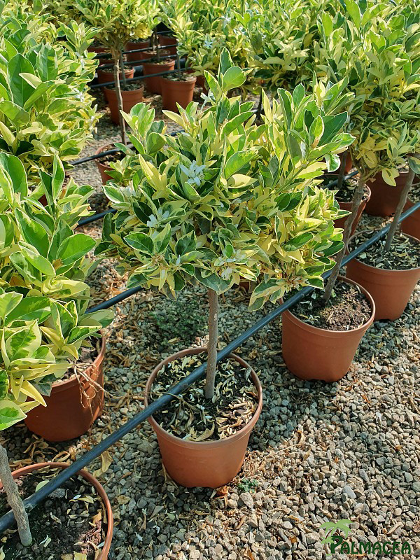 AG 6338 Citrus mitis variegata 5L cespuglio