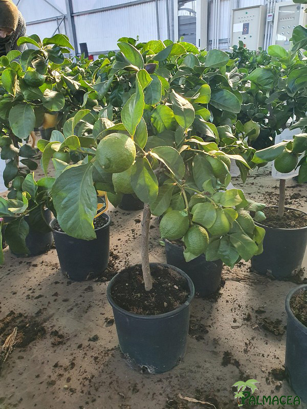 AG 6345 Citrus limon Carrubaro 5L cespuglio